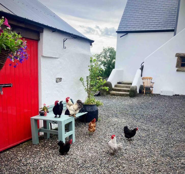 Stone Wall Cottage Castlewellan Dış mekan fotoğraf